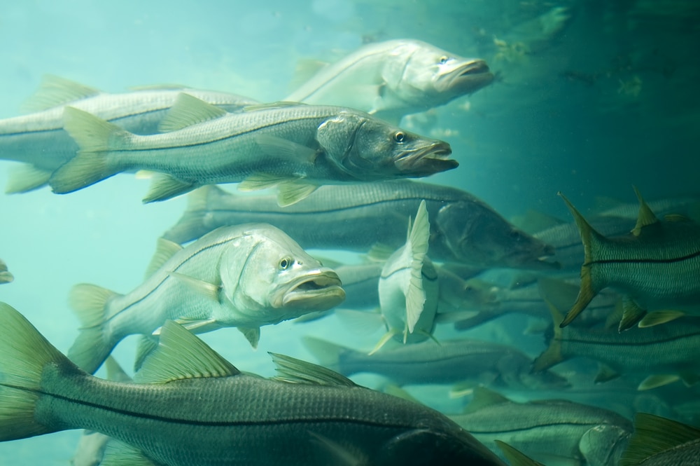 A School Of Snook In Florida