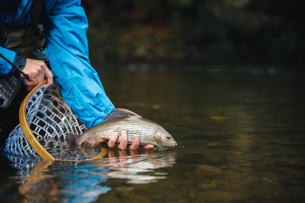 Catch and Release Fishing