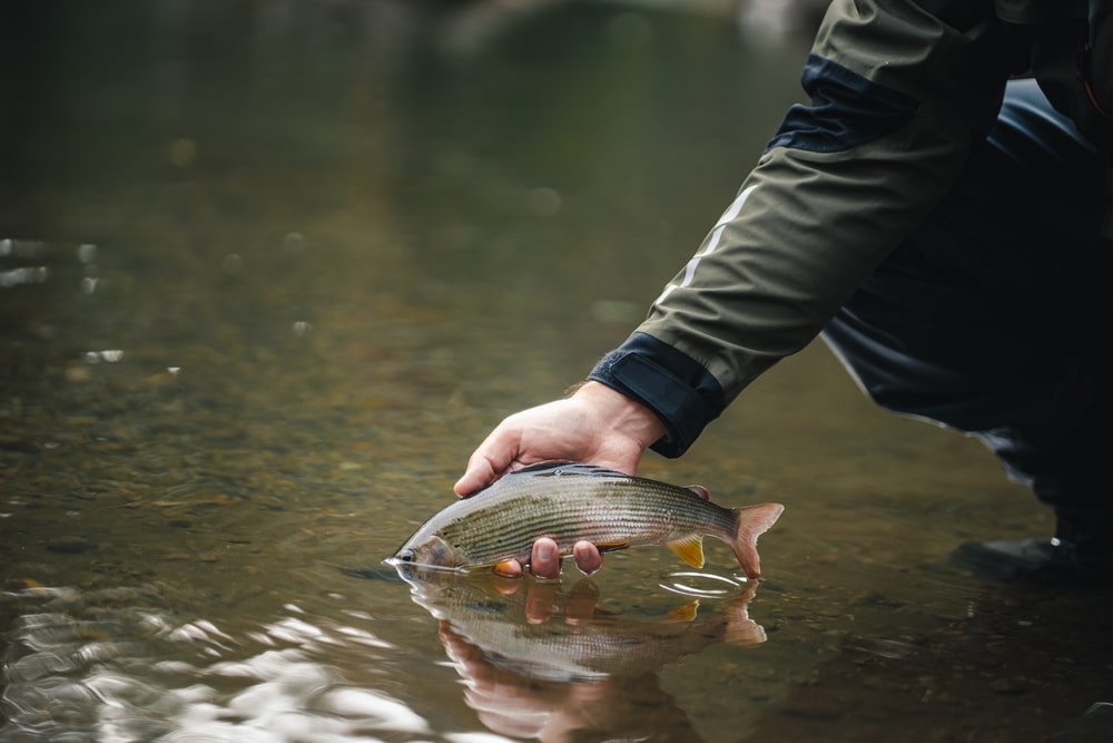 Returning a fish to the river