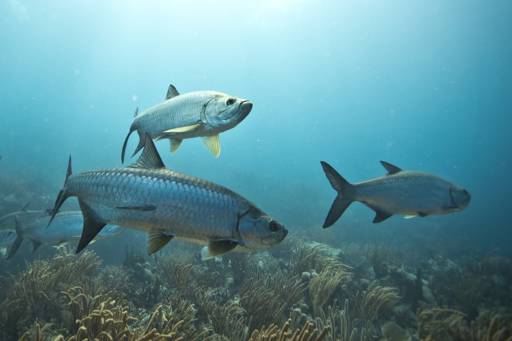 Tarpon fishes